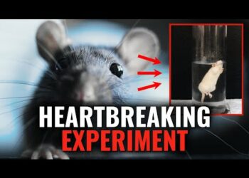 SHOCKING Rat Experiment Teaches POWERFUL Life Lesson
